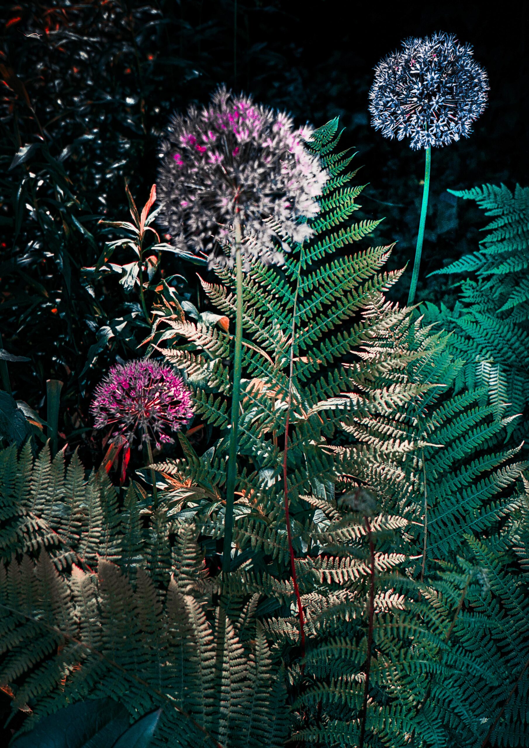 30 6 23 Various Also Garden 0024 Scaled